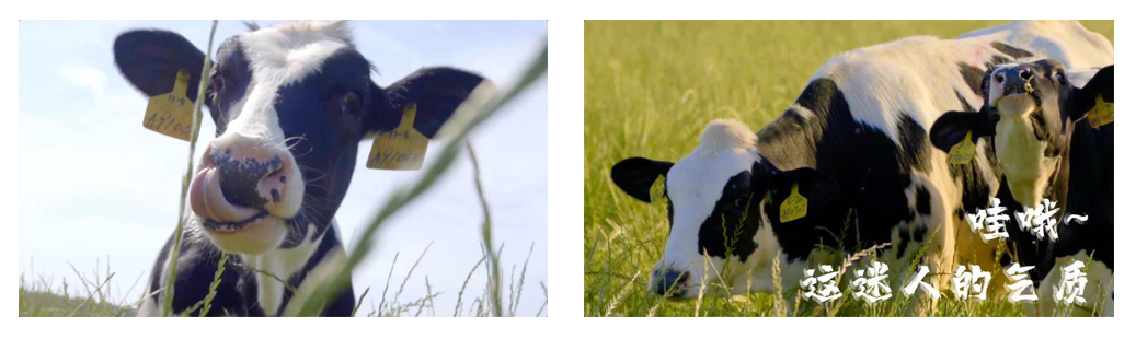 花花牛丨每天一杯奶，幸福健康喝出來！?。? style=