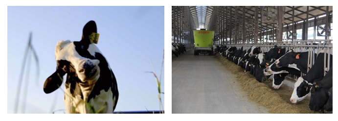 花花牛丨每天一杯奶，幸福健康喝出來?。?！