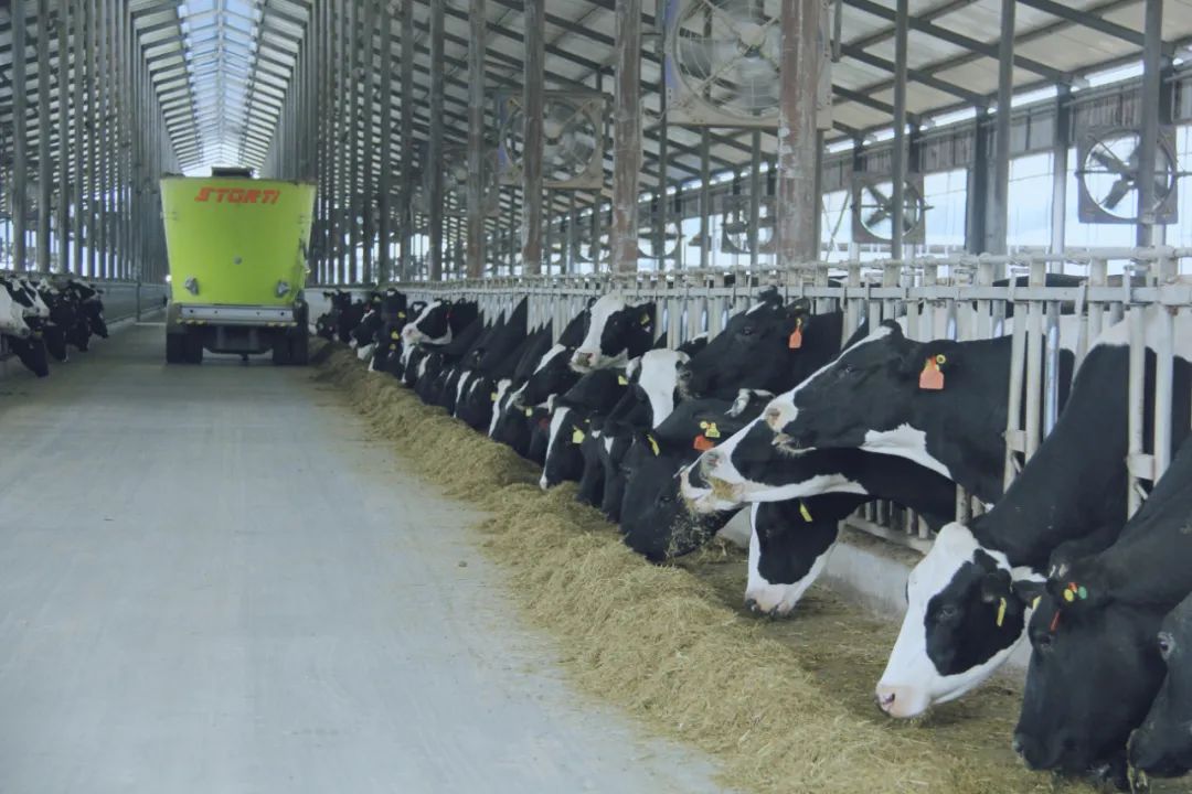 花花牛丨駐馬店市遂平縣政協(xié)黨組書記、主席張衛(wèi)東一行蒞臨花花牛魯山瑞亞牧場參觀