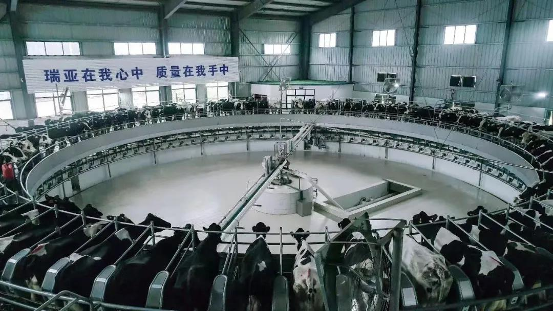 花花牛丨駐馬店市遂平縣政協(xié)黨組書記、主席張衛(wèi)東一行蒞臨花花牛魯山瑞亞牧場參觀