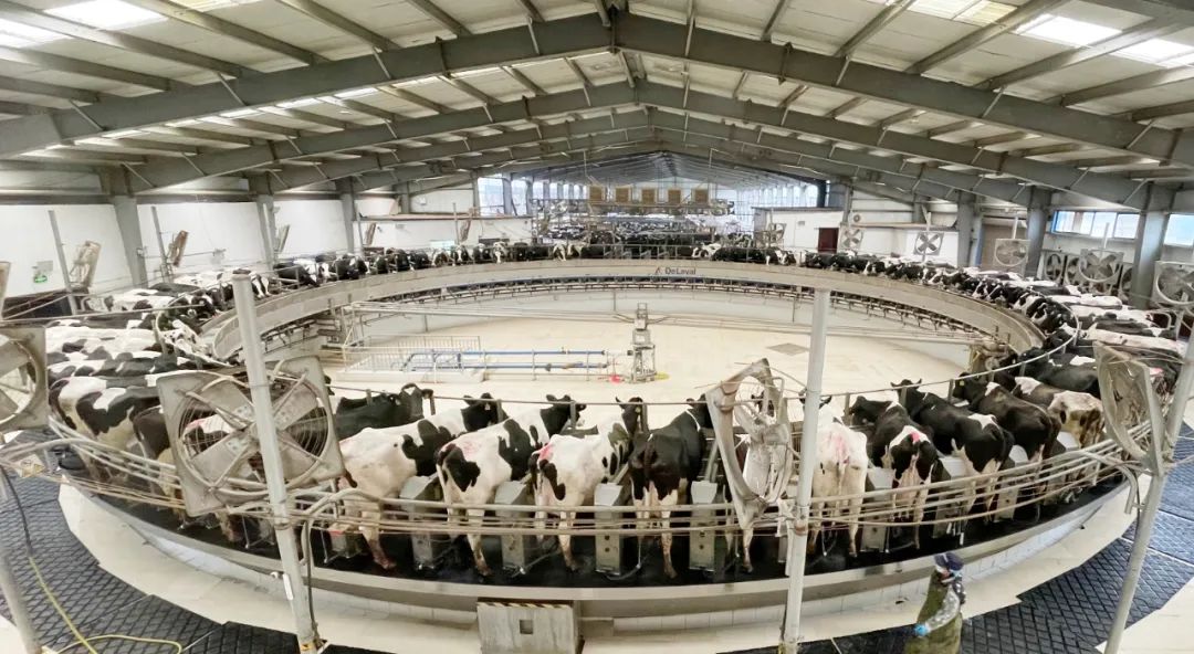 凝心聚力·贏創(chuàng)未來 | 花花牛乳業(yè)集團召開營銷、養(yǎng)殖及飼料經(jīng)營工作會議