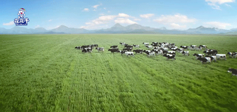 榮譽 | “百家牛場青貯質(zhì)量評鑒活動”花花牛新蔡瑞亞牧業(yè)、河南合源乳業(yè)分別榮獲一、三等獎