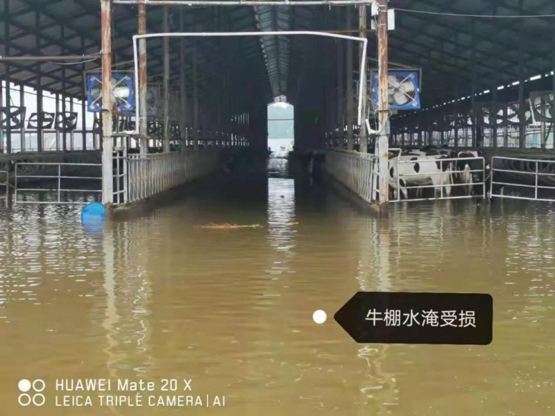 【乳報(bào)·聚焦】“豫”難而上的中原牛人“太中了”！